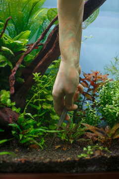 Hand tending aquatic plants in fresh water aquarium