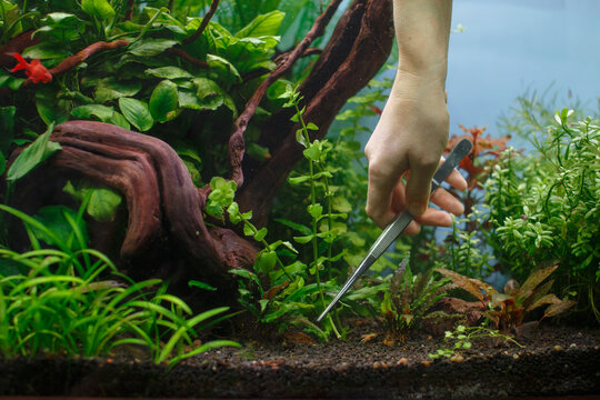 Hand performing aquascaping in a planted freshwater aquarium