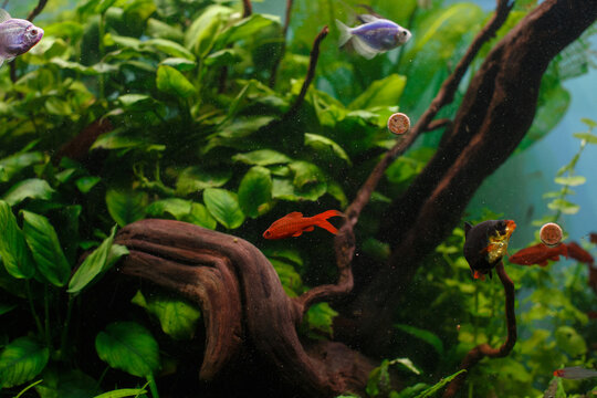 Freshwater fish swimming among green aquatic plants and driftwood