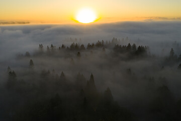 Obraz premium Fog drifts over a scenic forest of evergreen fir trees in Oregon, just south of Portland. The entire Pacific Northwest region is known for its magnificent forests and mountainous landscapes.