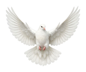 Obraz premium PNG Graceful white dove in flight