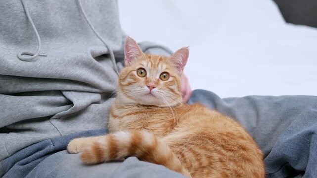 Ginger cat lying on the guy's legs
