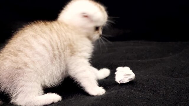 Playful white scottish fold kitten pounces on crumpled paper ball against dark black fabric background while second ginger baby cat watches from blurred distance in professional indoor studio setting.