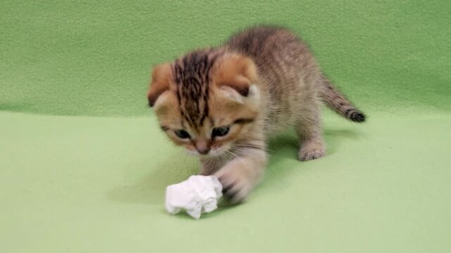 Playful golden tabby scottish fold kitten crawls toward crumpled paper ball before pouncing and biting toy on bright green fleece background in indoor studio environment.