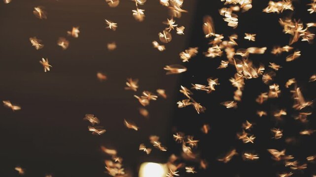 Abstract and magical image of flying moths.