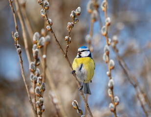 Fototapeta premium A blue tit sits on a willow tree branch with fluffy buds in a spring park and sings.