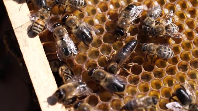 The Queen Bee lays her eggs in the honeycomb