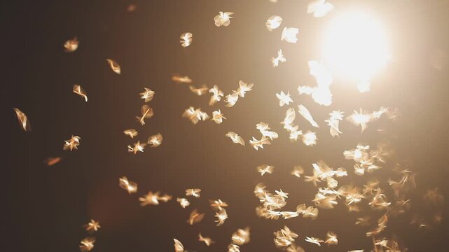 Abstract and magical image of flying moths.