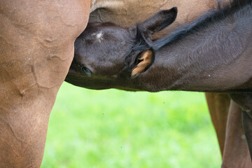 Naklejka premium little black foal of sportive breed feeding his mom at pasture. close up