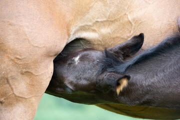 Naklejka premium little black foal of sportive breed feeding his mom at pasture. close up