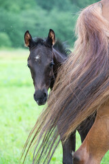 Naklejka premium little black foal of sportive breed with mom at pasture. close up