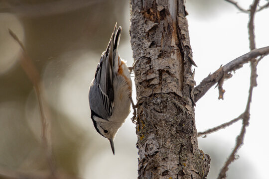 white breasted nuthatch 