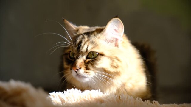 Tabby cat lay loose, lounging comfortably at the window on a sunny day. Soft morning light, easy fresh breeze, enjoying sun beam. Relaxing on the balcony floor and looking window. funny pets. Calmness