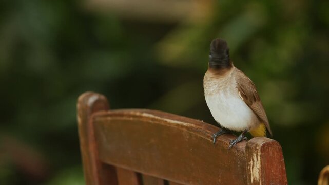 Red-vented common garden bulbul bird is sitting on wooden chair outside near safari lodge. A low angle shot of an Asian bulbul bird. Wild life nature birds of South Africa. Bright beautiful bird