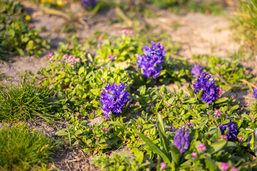 Purple hyacinths and white daisies blooming together in sunlit garden soil during springtime. Mixed flower planting, ornamental border design, seasonal landscaping and urban park horticulture © satura_
