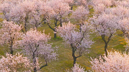 Fototapeta premium Blooming almond trees in warm sunset light with soft pink blossoms across rolling green landscape. Peaceful spring orchard scene glowing in golden hour atmosphere and natural tranquility.