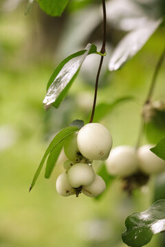 Close-up of White Common Snowberry Berries on a Branch in a Garden with Green Leaves and Soft Bokeh Background
