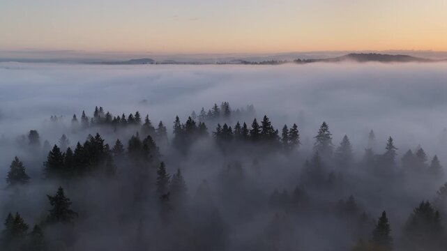 Fog drifts over a scenic forest of evergreen fir trees in Oregon, just south of Portland. The entire Pacific Northwest region is known for its magnificent forests and mountainous landscapes.
