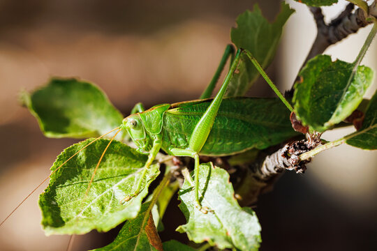 Macro wildlife image of green katydid grasshopper perched on leaf branch showing natural camouflage and insect structure in sunlight