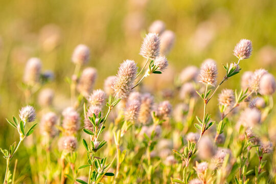 Inflorescences of Trifolium arvense, plant that is commonly known as the hare's-foot clover, rabbitfoot clover, stone clover or oldfield clover