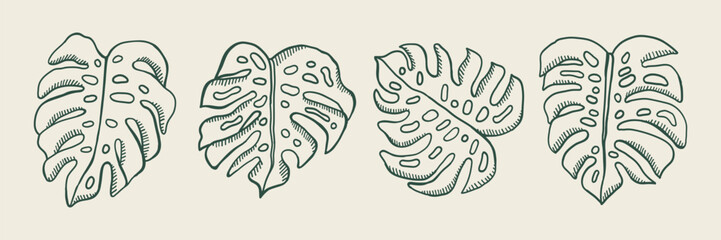Hand drawn monstera leaf collection © missbobbit