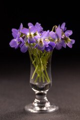 Fototapeta premium Fresh violet flowers blooming in small glass vase
