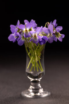 Fresh violet flowers blooming in small glass vase