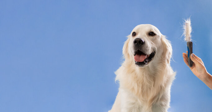 A dog sits still as its owner brushes its fur with a grooming tool. The background is a solid blue color, making the scene simple and focused.