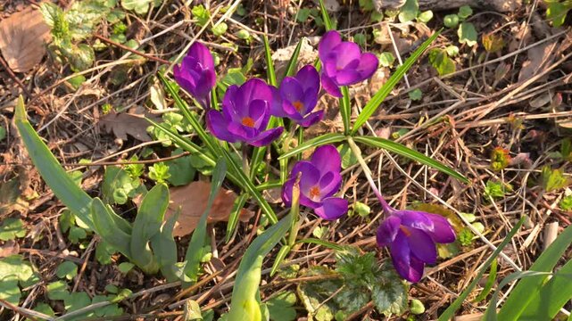High-quality close-up of violet crocus flowers in a garden. Real-time video featuring evening sunlight, gentle wind movement, and spring nature.
