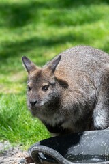 Fototapeta premium Photo of a red necked wallaby (notamacropus rufogriseus) in a zoo