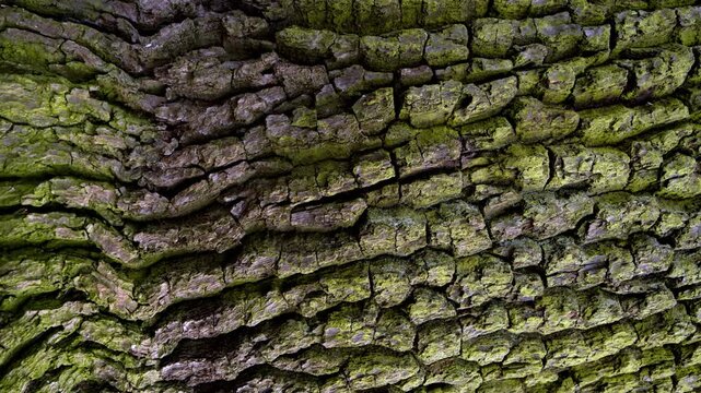 Close up of old oak bark texture. Detailed wood surface, natural pattern, rough structure background, organic material and abstract nature concept.