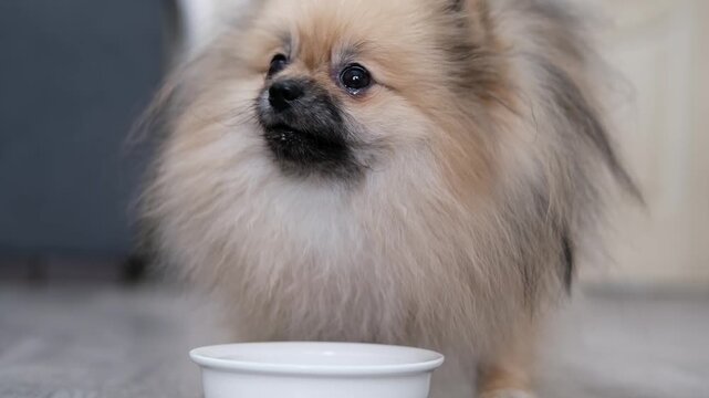 A small spitz eats food from a bowl