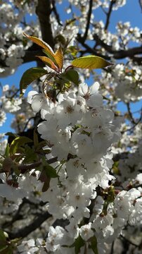 Beautiful close up footage of a white flowering Picota del Jerte cherry tree branch softly moving in a light breeze on a sunny spring day in Extremadura Spain. 
