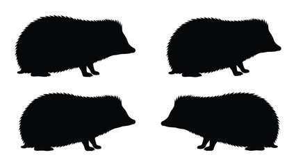 Four silhouettes of hedgehogs depicted in varying poses against a white background © Payara