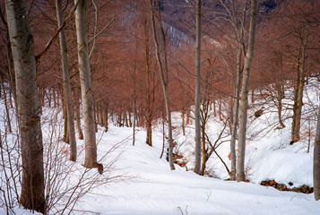 Early springtime afternoon snowy woodland panorama, in the Biella Province Alps (Piedmont Region, Northern Italy). © stefanopez