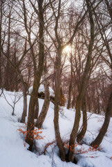 Winter afternoon sun rays shining through the branches of trees, in the Biella Province Alps (Piedmont Region, Northern Italy). © stefanopez