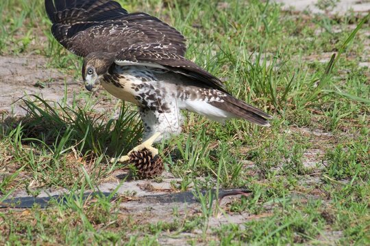 Hawk Playing