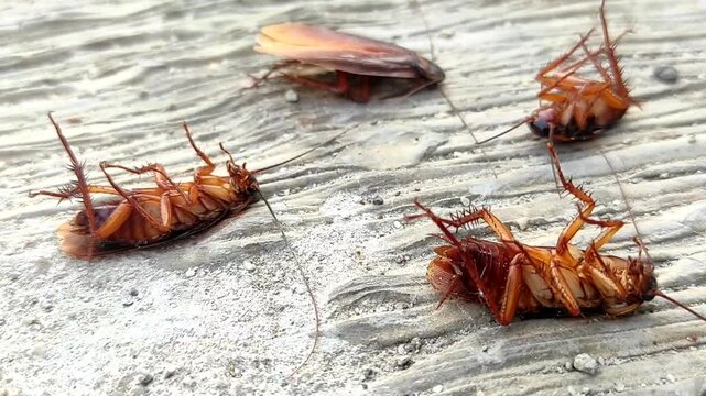 Dead cockroach on the floor after being sprayed with pesticide, Selective focus of a dead house cockroach in a supine position. Dead cockroach isolated ok white background.