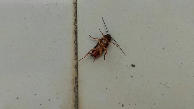 Dead cockroach on the floor after being sprayed with pesticide, Selective focus of a dead house cockroach in a supine position. Dead cockroach isolated ok white background.