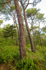 Fototapeta premium Tall pine trees in lush green forest landscape