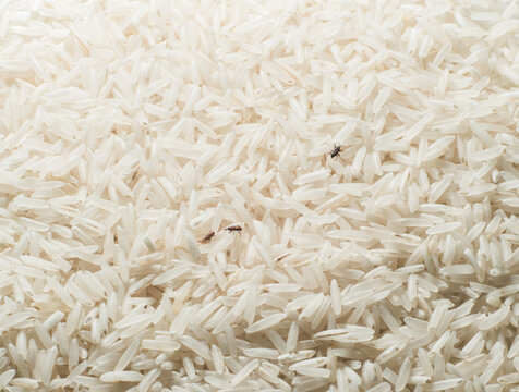 Uncooked white rice with rice weevils Sitophilus oryzae infestation.