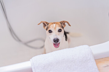 Small dog jack russell standing in bathtub with bright eyes and open mouth, creating clean playful pet grooming mood