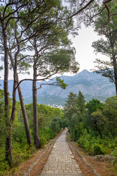 Stone-paved path through lush pine forest leading toward Makarska town in Croatia with Biokovo mountain in the background