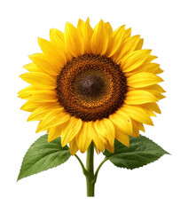 Obraz premium PNG Vibrant sunflower on white background.