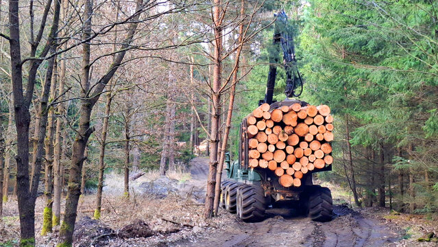Lumberjack with modern harvester working in a forest. Wood as a source renewable energy.	