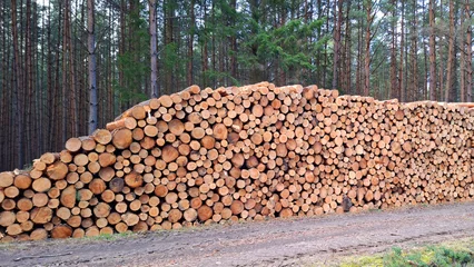 Timber in pine forest. Firewood is a sustainable source of energy. Forestry in European Union.  © Kletr