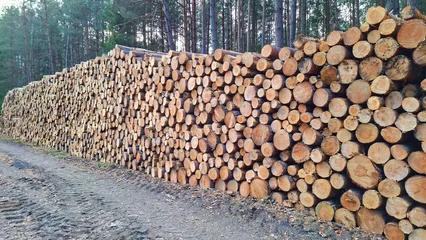 Timber in pine forest. Firewood is a sustainable source of energy. Forestry in European Union.  © Kletr