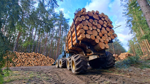 Lumberjack with modern harvester working in a forest. Wood as a source renewable energy.	
