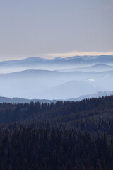 Fototapeta premium The foggy hills behind the pine trees