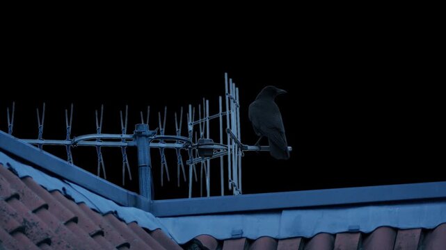 Isolated Bird On Roof Flies Off Pre-Keyed With Alpha Channel
